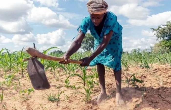 Zimbabwe's President Mnangagwa declares national disaster over drought