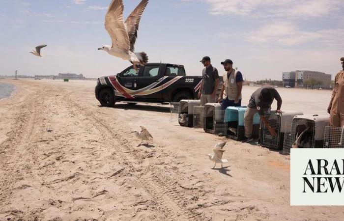 Wildlife center releases 60 seabirds at Al-Azizyah Beach