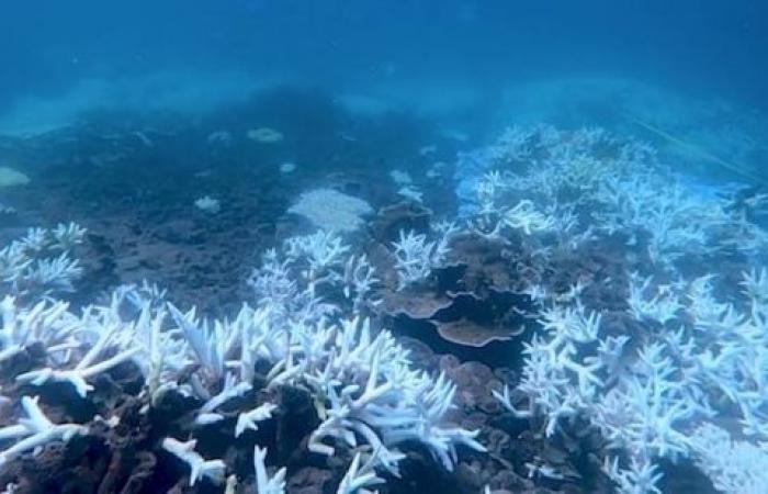 Coral bleaching: Fourth global mass stress episode under way — US scientists
