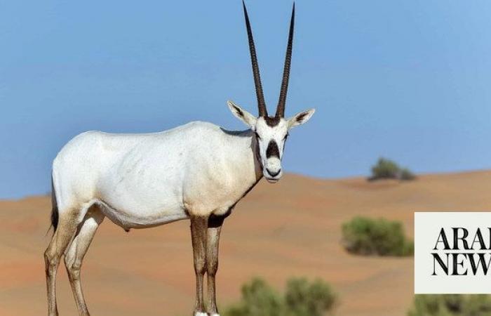 King Salman Royal Reserve — an ecological haven