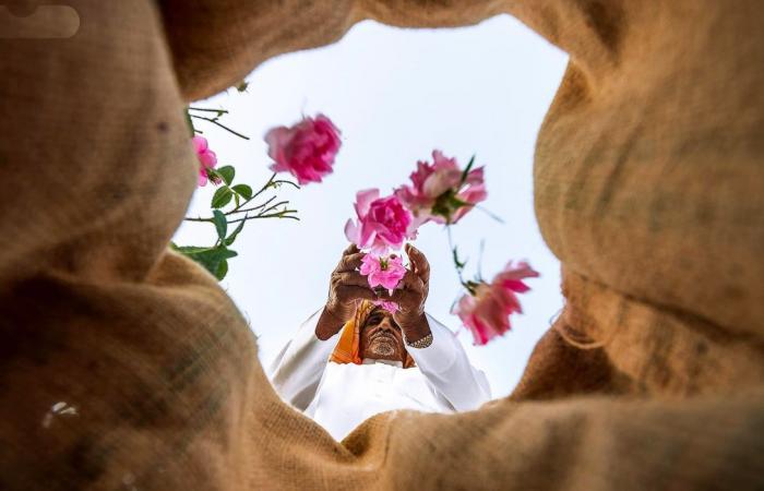 Taif’s rose farms bloom into global fragrance production hub