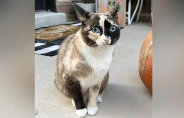 Stowaway cat accidentally mailed to California in returned package