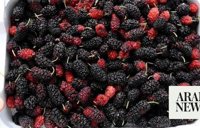 Mulberries — the superfood coloring Al-Ahsa’s markets