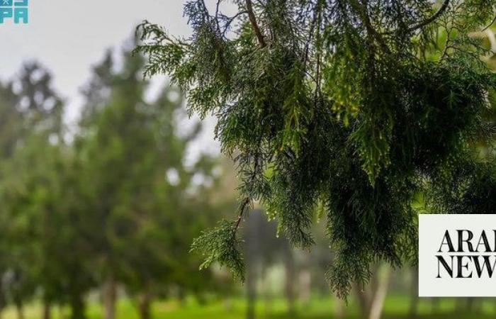 Juniper tree stands tall as a symbol of Al-Baha’s beauty