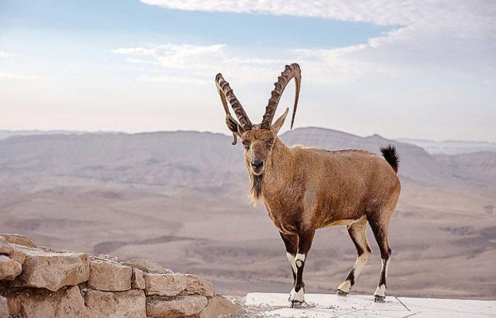 How sustainable tourism can help preserve Saudi Arabia’s iconic desert wildlife 