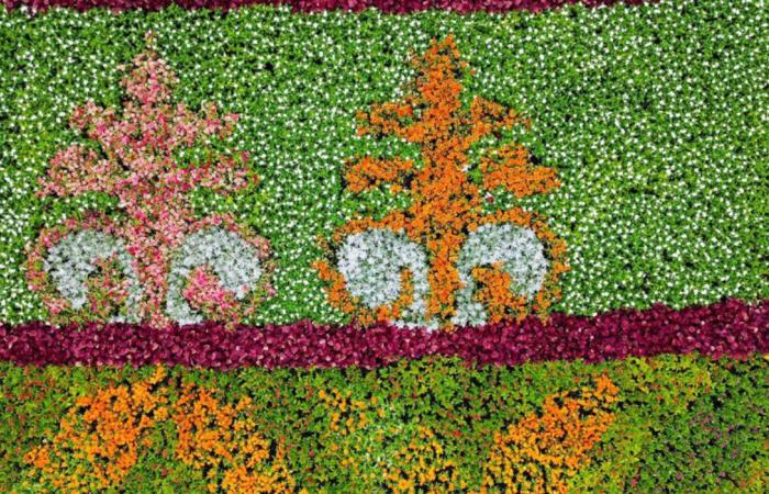 All is rosy in Taif as fans flock to flower festival