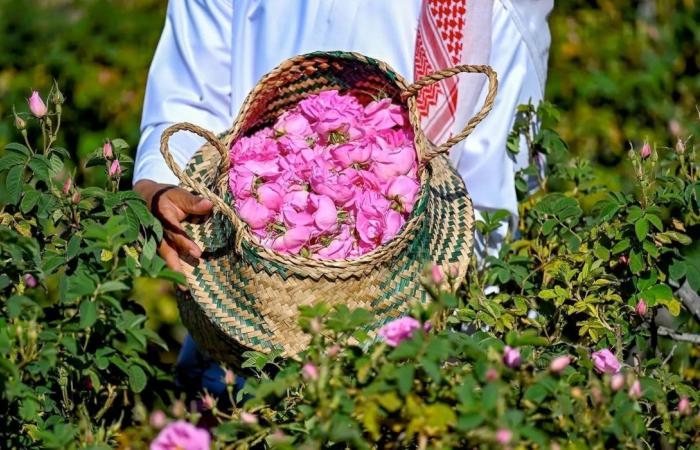 All is rosy in Taif as fans flock to flower festival