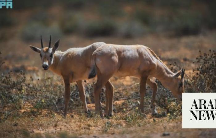 Eight Arabian oryx calves born at royal reserve