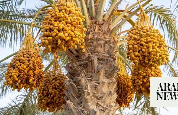 Saudi Arabia’s date sector sees 13.7% export growth in Q1, 2024