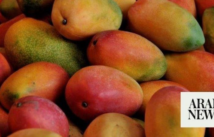 Al-Qunfudah celebrates mango festival as production grows