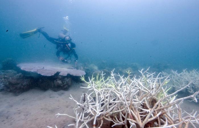 ‘Boiling not warming’: Marine life suffers as Thai sea temperatures hit record