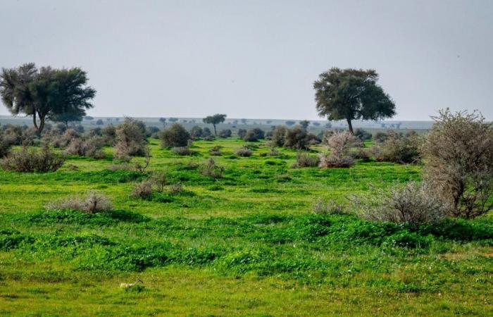 Hatching of red-necked ostrich chicks highlights success of Saudi royal reserve’s breeding program