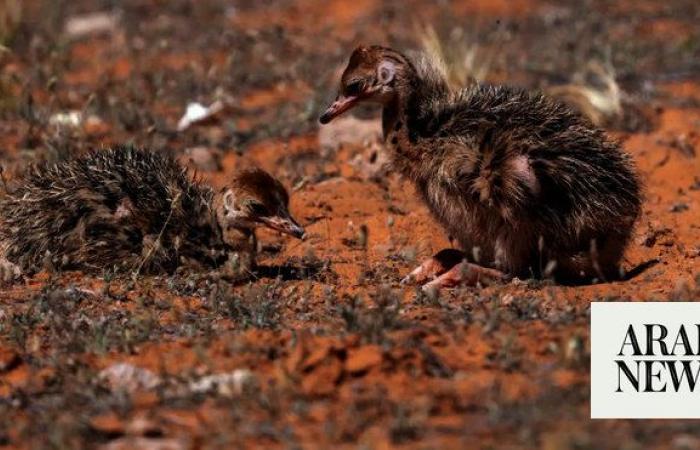 Hatching of red-necked ostrich chicks highlights success of Saudi royal reserve’s breeding program