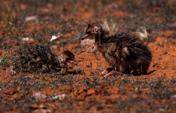 Hatching of red-necked ostrich chicks highlights success of Saudi royal reserve’s breeding program