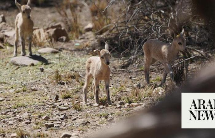 Three ibex born in Saudi Arabia’s King Abdullah National Park