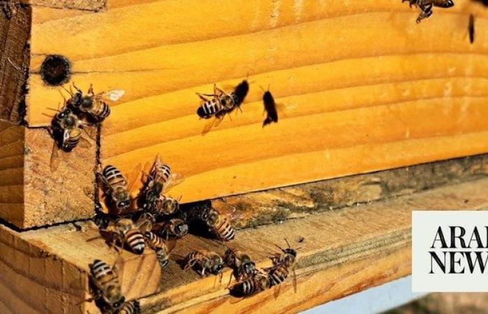 Saudi royal reserve abuzz over beekeeping program