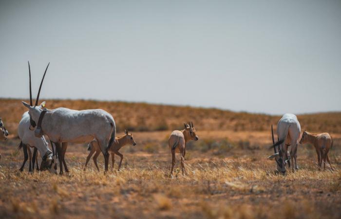 How the Arabian oryx became a symbol of environmental regeneration in Saudi Arabia
