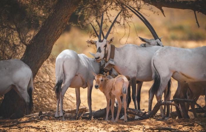 How the Arabian oryx became a symbol of environmental regeneration in Saudi Arabia