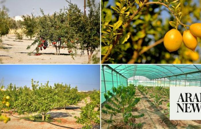 How Saudi Arabia is building a sustainable agricultural sector through innovation