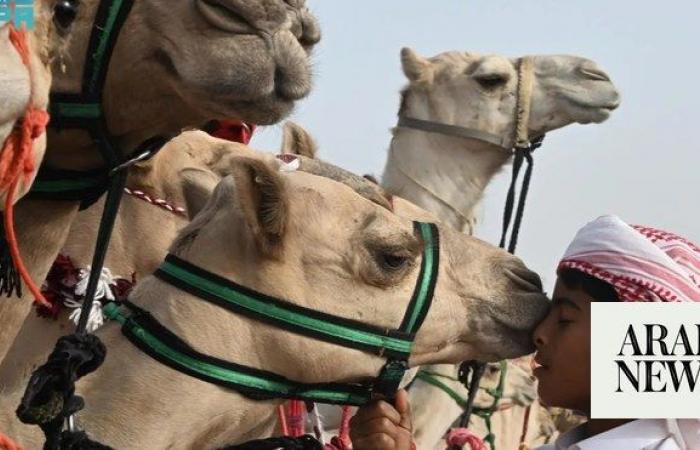 Saudi Arabia marks World Camel Day