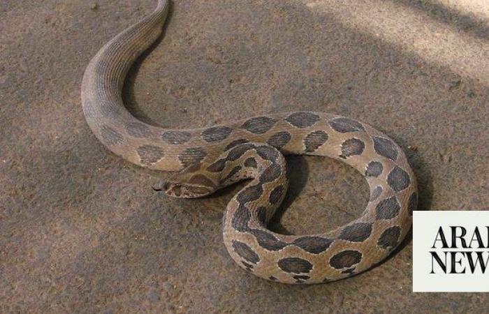 Bangladesh moves to raise awareness of snake bites as cases surge