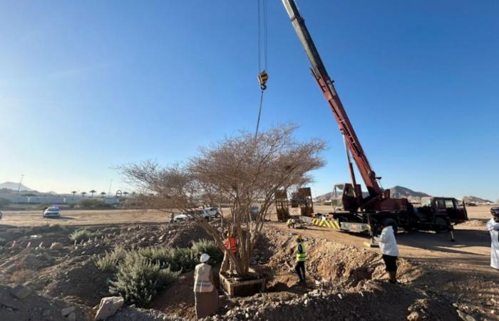 Madinah branches out with tree transplant program