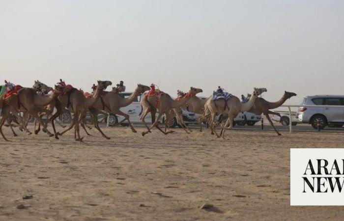 641 camels feature at Mafarid event