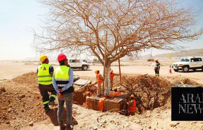 Madinah branches out with tree transplant program