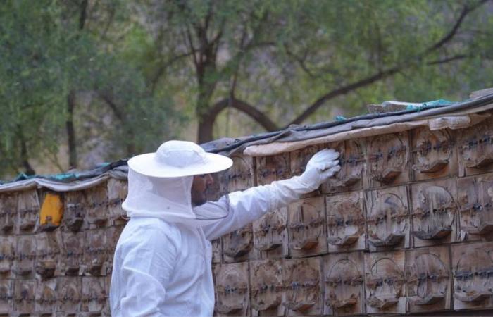 How Saudi Arabia is creating a buzz around beekeeping and the honey making industry