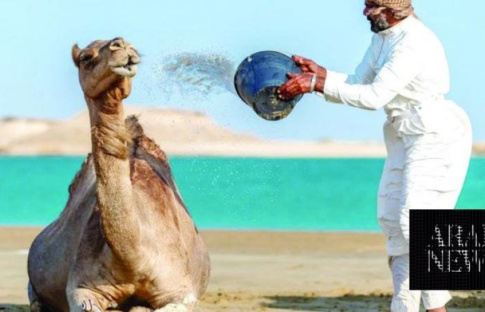UNESCO-inscribed oral tradition of Alheda’a reflects enduring bond between Arabs and camels