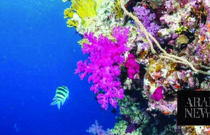 Deep feelings: into the blue with Saudi diver
