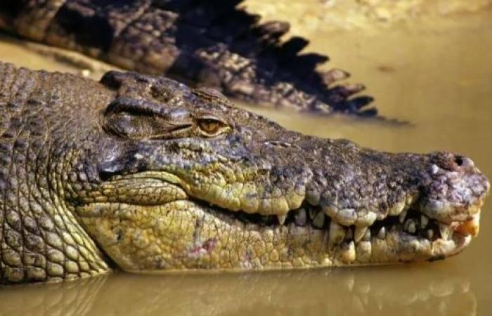 Fears for Australian child missing after croc attack