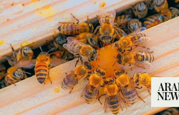 Saudi honey season has beekeepers abuzz