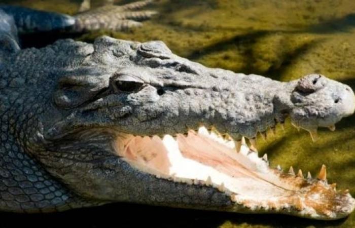 Body found in search for child missing in croc attack