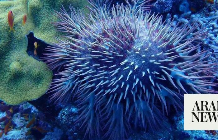 Saudi wildlife center launches survey to monitor crown-of-thorns starfish outbreaks in Red Sea