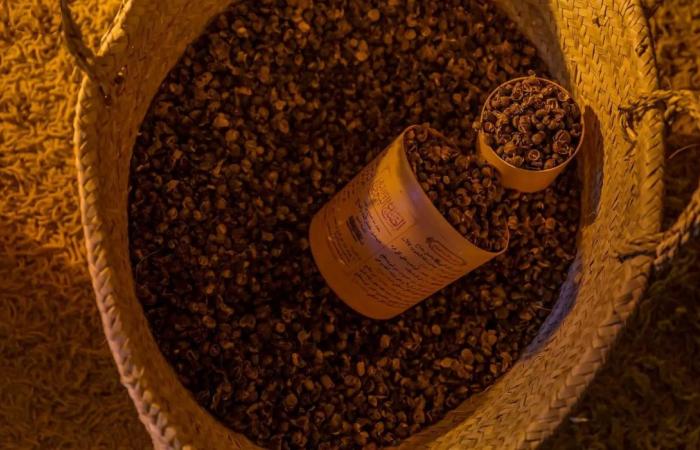 Coffee-brewing heritage of Baha’s mountain-grown Shadawi bean