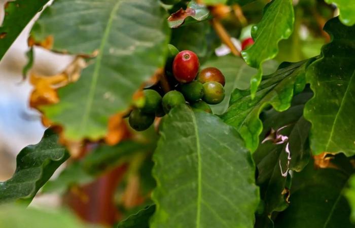 Coffee-brewing heritage of Baha’s mountain-grown Shadawi bean