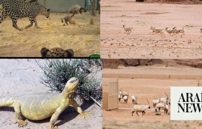 How Saudi Arabia’s hunting laws are protecting its wildlife