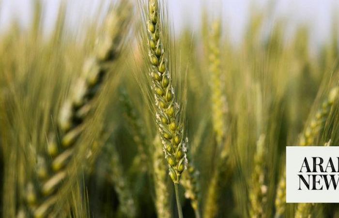 Saudi wheat farmers receive $78.7m in payments