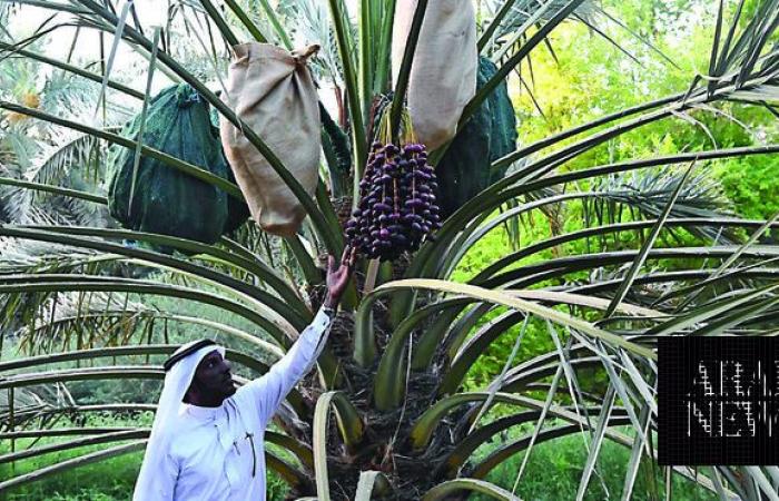 NEOM-KAUST partnership to target insects threatening Saudi Arabia’s 36 million palm trees