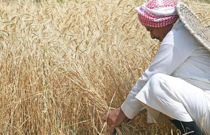 Kernels of promise in Asir as farmers ready for summer harvest