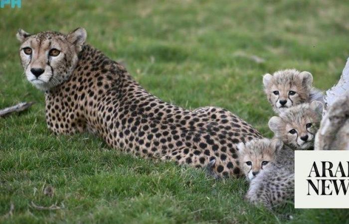 Saudi wildlife center celebrates cheetah conservation milestone