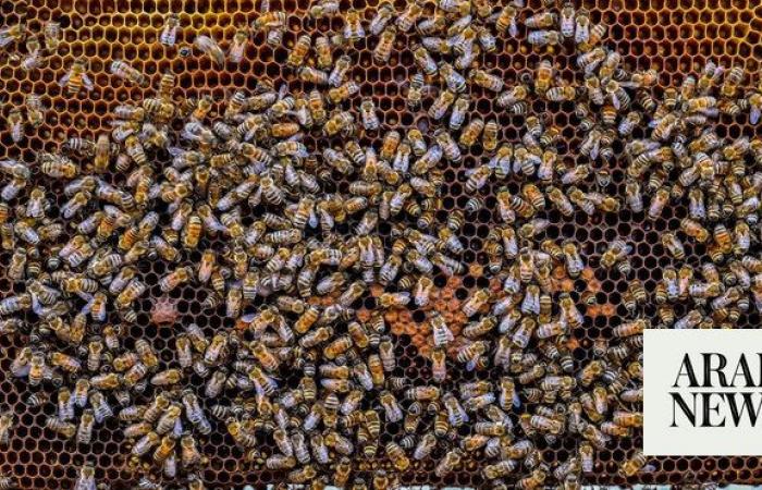 Al-Baha Honey Festival to begin Tuesday
