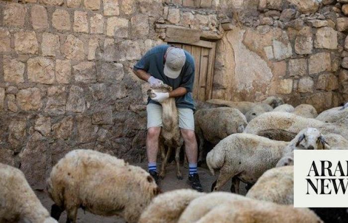 Sheep ‘buried alive’ in Greece amid disease cull: official