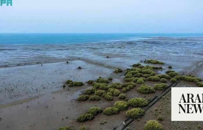 Saudi Arabia’s coastal reforestation program on track 