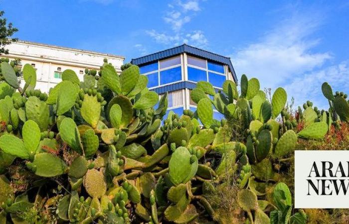Looking sharp: Prickly pear cactus takes over Baha