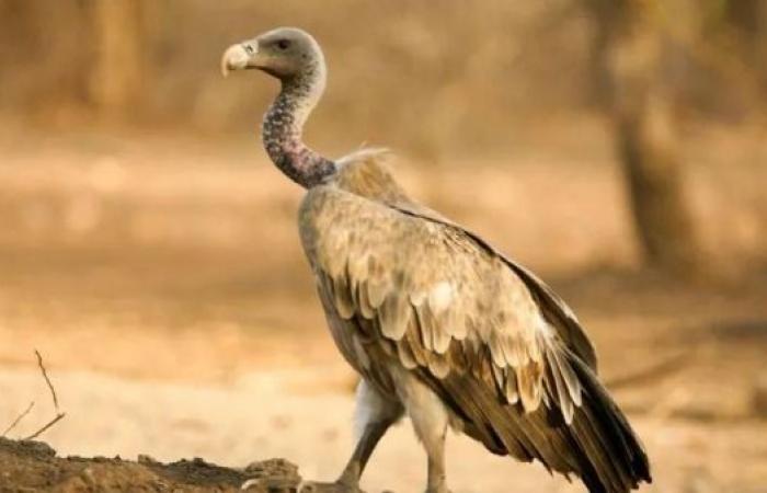 Decline of Indian vultures led to 500,000 human deaths, says study
