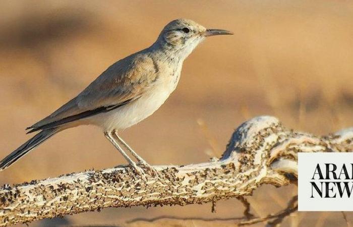 Endangered species find new home at Imam Turki bin Abdullah Royal Reserve