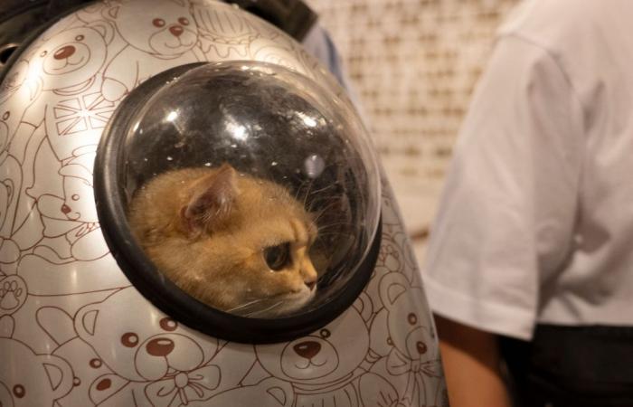Shanghai museum dazzles with sold-out ancient Egypt night for pampered felines