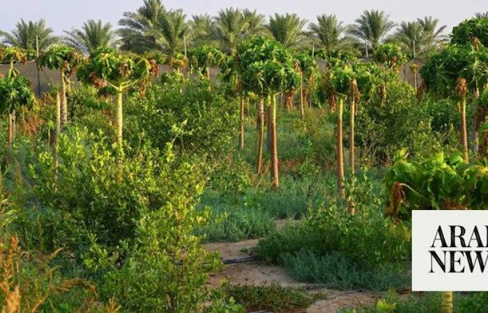 Saudi markets receive over 29 tonnes of seasonal produce from Qatif oasis farms